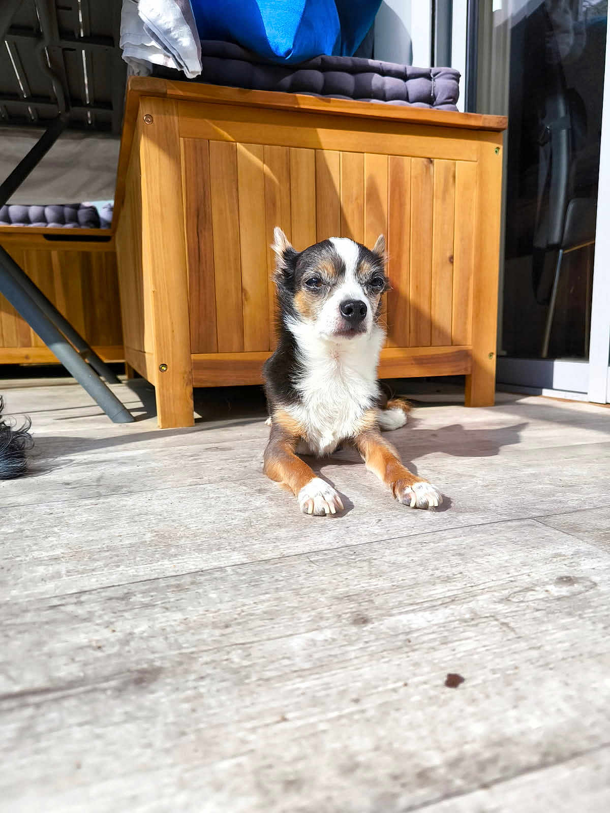 Jimmy participe au concours pour gagner de l'argent avec cette photo : animal, canine, cushions, dog, ears, flooring, furniture, home, indoor, paw, pet, quiet, relaxed, resting, shadow, small_dog, snout, sunlight, tricolor, wooden_floor