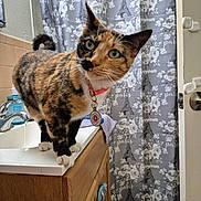 Junebug joined the competition — help win amazing prizes! cat, calico_cat, bathroom, sink, counter, shower_curtain, eiffel_tower_pattern, floral_pattern, curious, pet, collar, tag, wooden_cabinet, tiled_wall, domestic_animal, indoor, fur, whiskers, paws, head_tilt