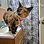 cat, calico_cat, bathroom, sink, counter, shower_curtain, eiffel_tower_pattern, floral_pattern, curious, pet, collar, tag, wooden_cabinet, tiled_wall, domestic_animal, indoor, fur, whiskers, paws, head_tilt