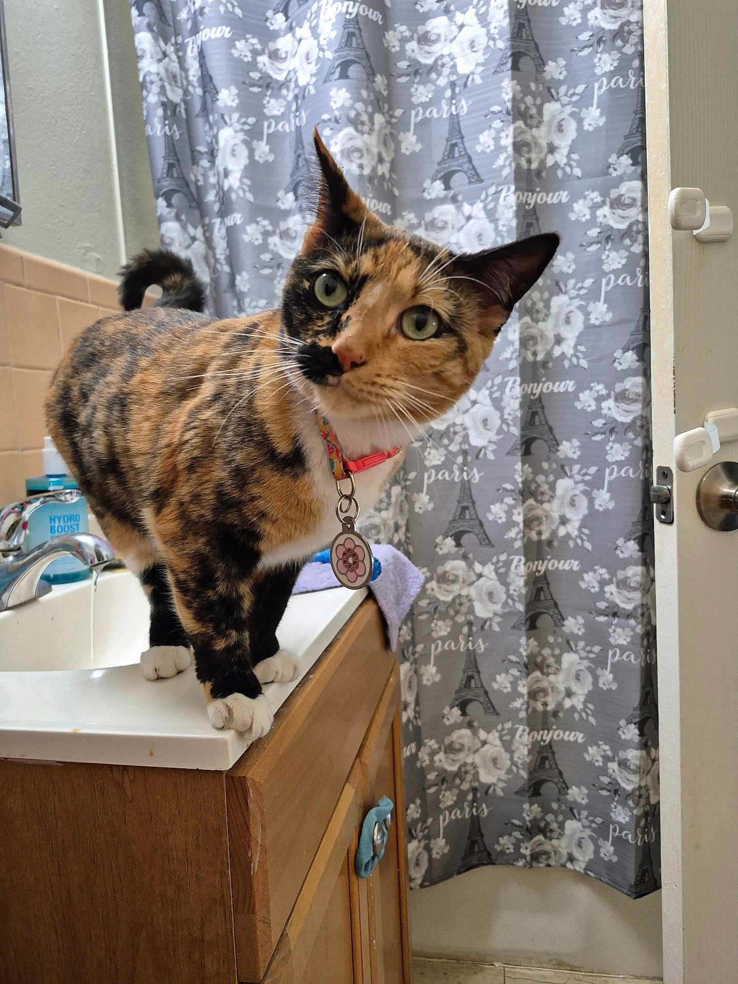 Junebug joined the competition — help win amazing prizes! cat, calico_cat, bathroom, sink, counter, shower_curtain, eiffel_tower_pattern, floral_pattern, curious, pet, collar, tag, wooden_cabinet, tiled_wall, domestic_animal, indoor, fur, whiskers, paws, head_tilt