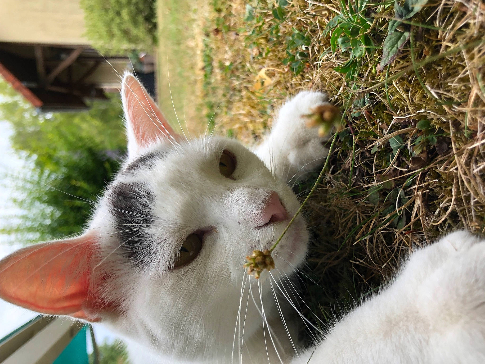 Choupette a rejoint le concours — aidez-le/la à gagner de superbes lots ! art, carnivore, cat, domestic_short_haired_cat, fawn, felidae, fur, grass, herbaceous_plant, paw, plant, small_to_medium_sized_cats, snout, tail, tree, twig, whiskers