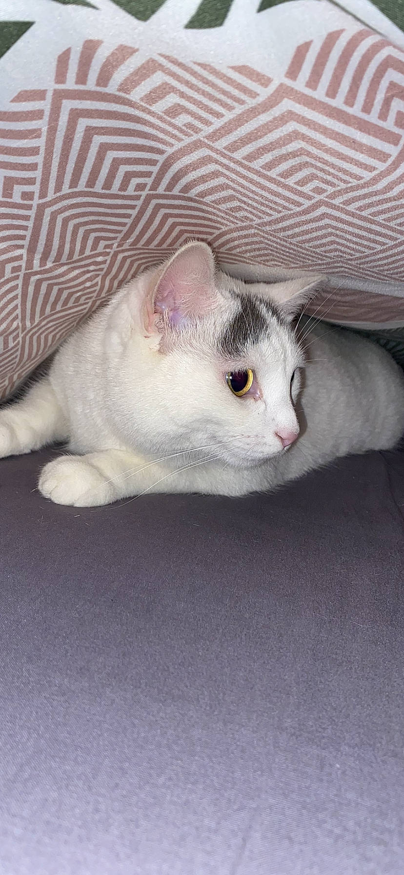 Choupette a rejoint le concours — aidez-le/la à gagner de superbes lots ! carnivore, cat, claw, comfort, domestic_short_haired_cat, ear, eye, fawn, felidae, fur, head, paw, small_to_medium_sized_cats, snout, tail, terrestrial_animal, whiskers