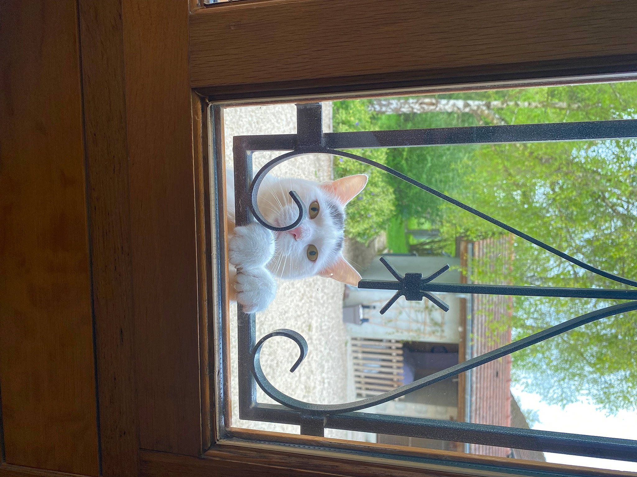 Choupette participe au concours pour gagner de l'argent avec cette photo : building, ceiling, daylighting, door, fixture, glass, handrail, hardwood, house, metal, room, sash_window, toy, tree, window, wood