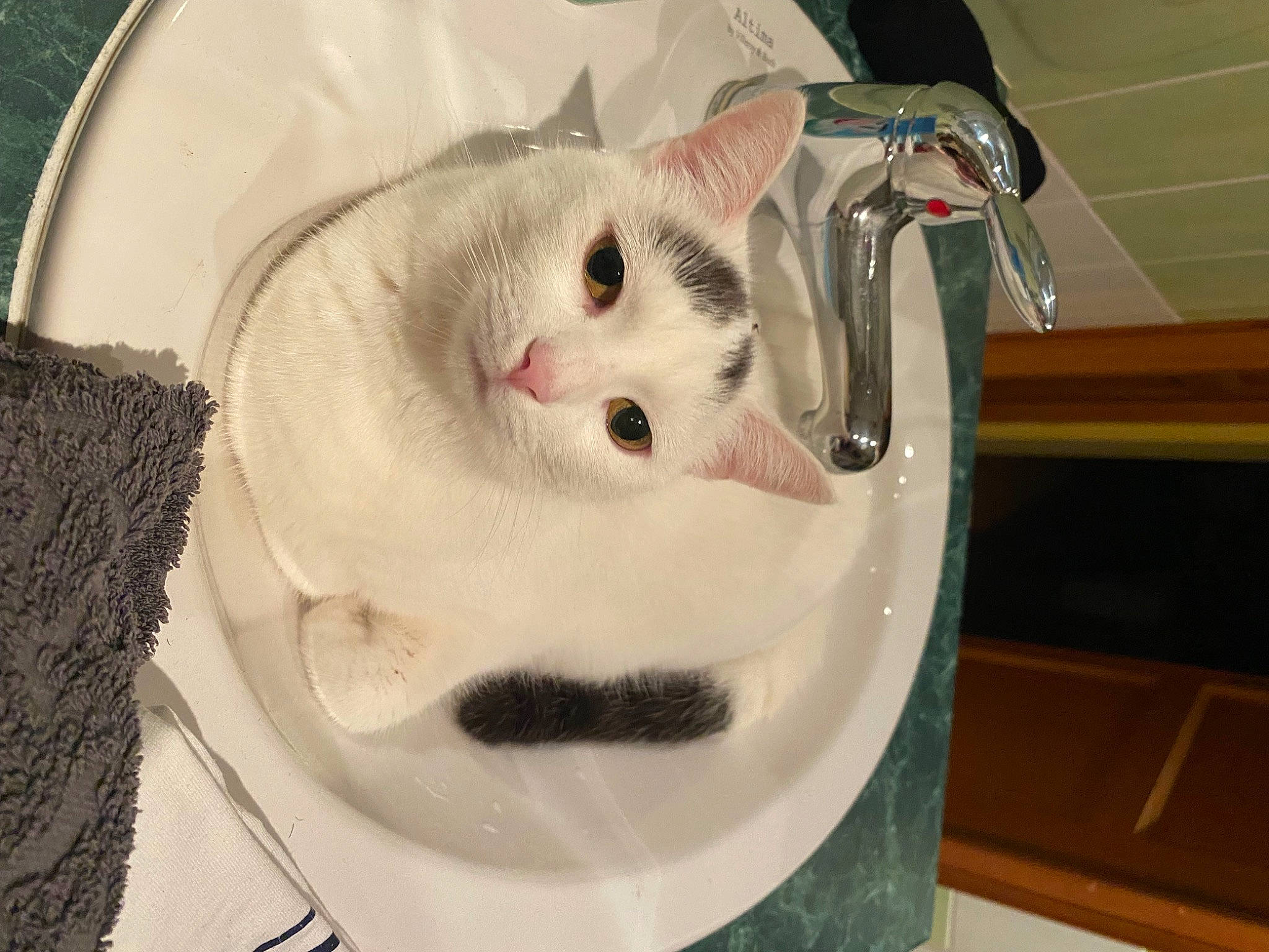 Choupette a rejoint le concours — aidez-le/la à gagner de superbes lots ! carnivore, cat, cat_supply, collar, domestic_short_haired_cat, eyelash, fang, fawn, felidae, fur, paw, pet_supply, plumbing, plumbing_fixture, sink, small_to_medium_sized_cats, snout, tail, tap, whiskers