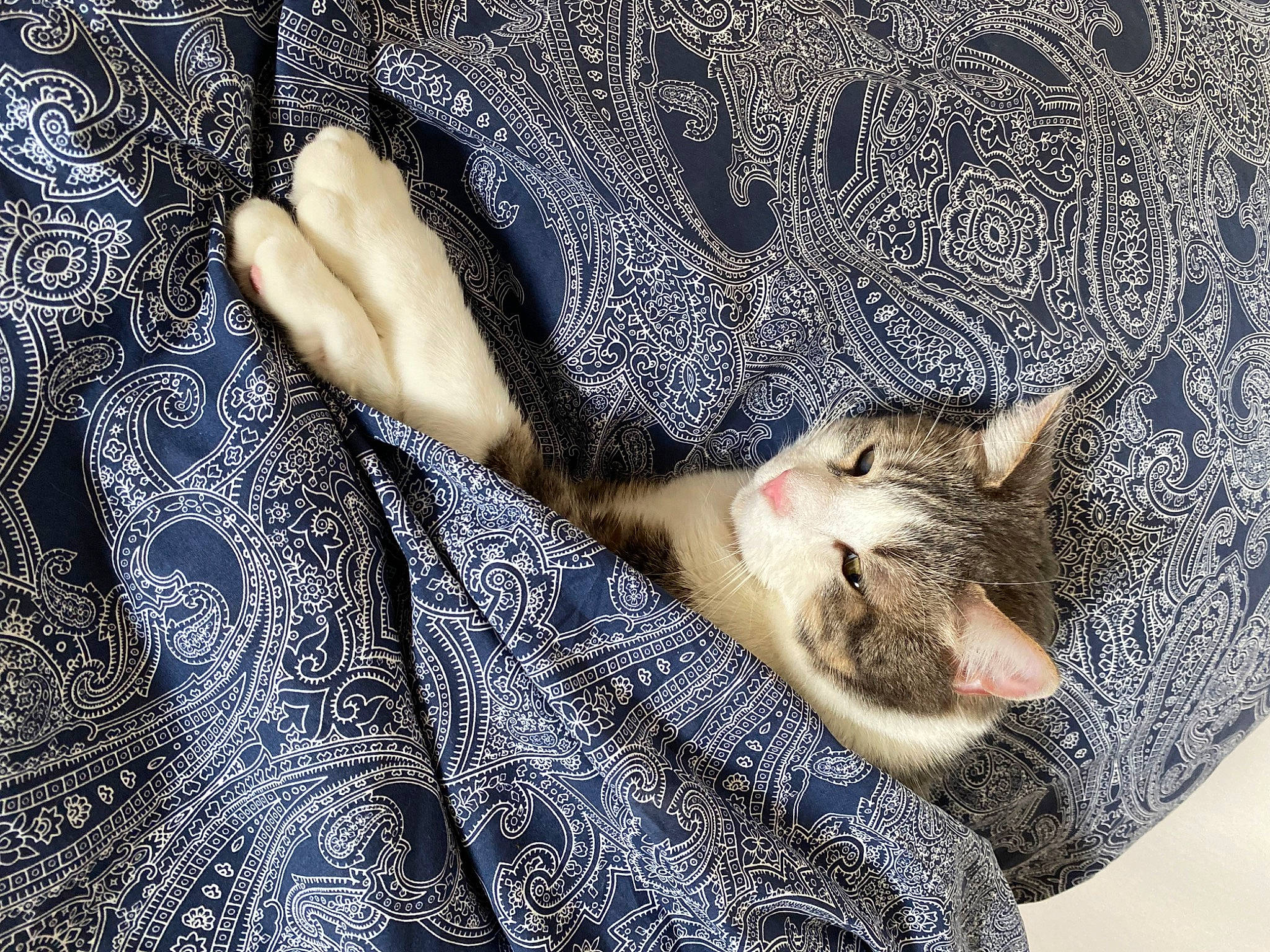 Tarzan a rejoint le concours — aidez-le/la à gagner de superbes lots ! carnivore, cat, claw, comfort, couch, domestic_short_haired_cat, fawn, felidae, fur, linens, nap, pattern, paw, sleep, small_to_medium_sized_cats, tail, whiskers, wood