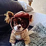 animal, blanket, brown, costume, couch, cozy, cute, dog, ears, fur, furniture, hat, home, indoor, looking_at_camera, outfit, pet, portrait, small_dog, white