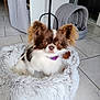 animal, big_ears, brown_and_white, companion_animal, cozy, curious_eyes, cute, dog, domestic_animal, fluffy_bed, furry, home, indoor, pet, pet_bed, pet_cave, purple_collar, resting, small_dog, tile_floor