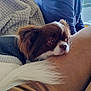 blanket, brown_and_white, casual_clothing, close_up, comfort, companion, cozy, dog, home, indoor, legs, natural_light, person, pet, relaxation, resting, small_dog, sweater, tail, window