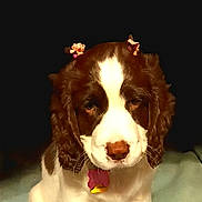 Shelby joined the competition — help win amazing prizes! dog, puppy, spaniel, pet, portrait, bow, hair_bow, collar, tag, white_fur, brown_fur, looking_at_camera, expressive_eyes, indoor, studio_style, centered, close_up, sitting, cute, domestic_animal