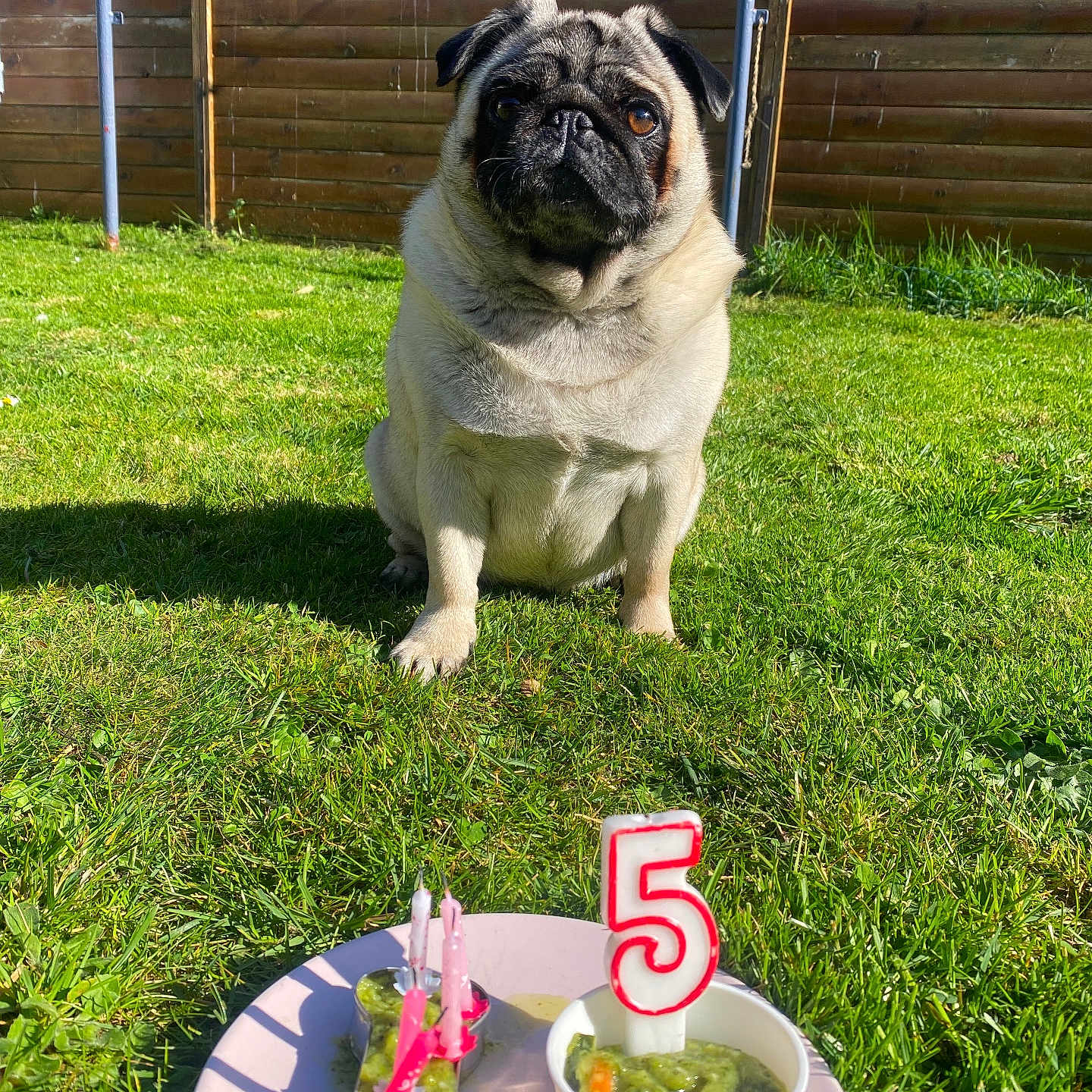 Rosie participe au concours pour gagner de l'argent avec cette photo : animal, canine, dog, face, food, grass, green, head, jar, meal, person, pet, photography, plant, planter, portrait, pottedplant, pottery, pug, vase