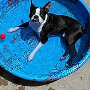 Bocephus is registered to the contest to win money with this photo: dog, black_and_white, kiddie_pool, water, outdoor, sunlight, concrete, red_ball, pet, canine, relaxing, summer, playful, pool, animal, tongue_out, happy, small_pool, water_toy, sunny_day