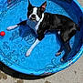 dog, black_and_white, kiddie_pool, water, outdoor, sunlight, concrete, red_ball, pet, canine, relaxing, summer, playful, pool, animal, tongue_out, happy, small_pool, water_toy, sunny_day