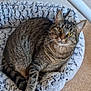abyssinian, animal, canine, cat, dog, dogbed, kitten, manx, pet