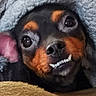dog, puppy, black_and_tan, close_up, portrait, face, eyes, nose, teeth, smile, funny, cute, blanket, fluffy, cozy, indoor, pet, canine, looking_at_camera, brown_fur