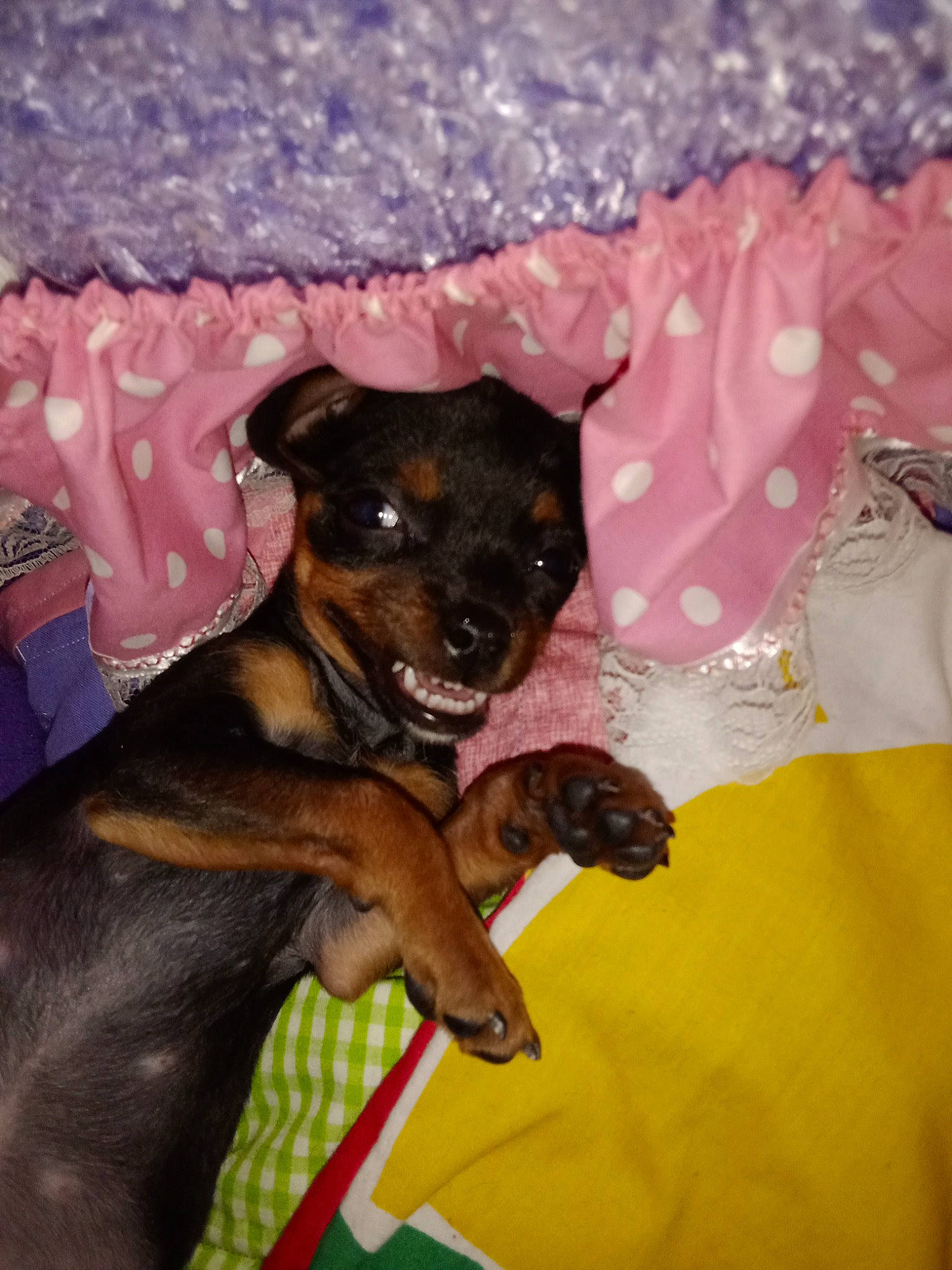 Oakley is registered to the contest to win money with this photo: canidae, carnivore, companion_dog, dog, dog_breed, dog_supply, fawn, guard_dog, pattern, paw, rottweiler, sporting_group, toy_dog, working_animal, working_dog, wrist