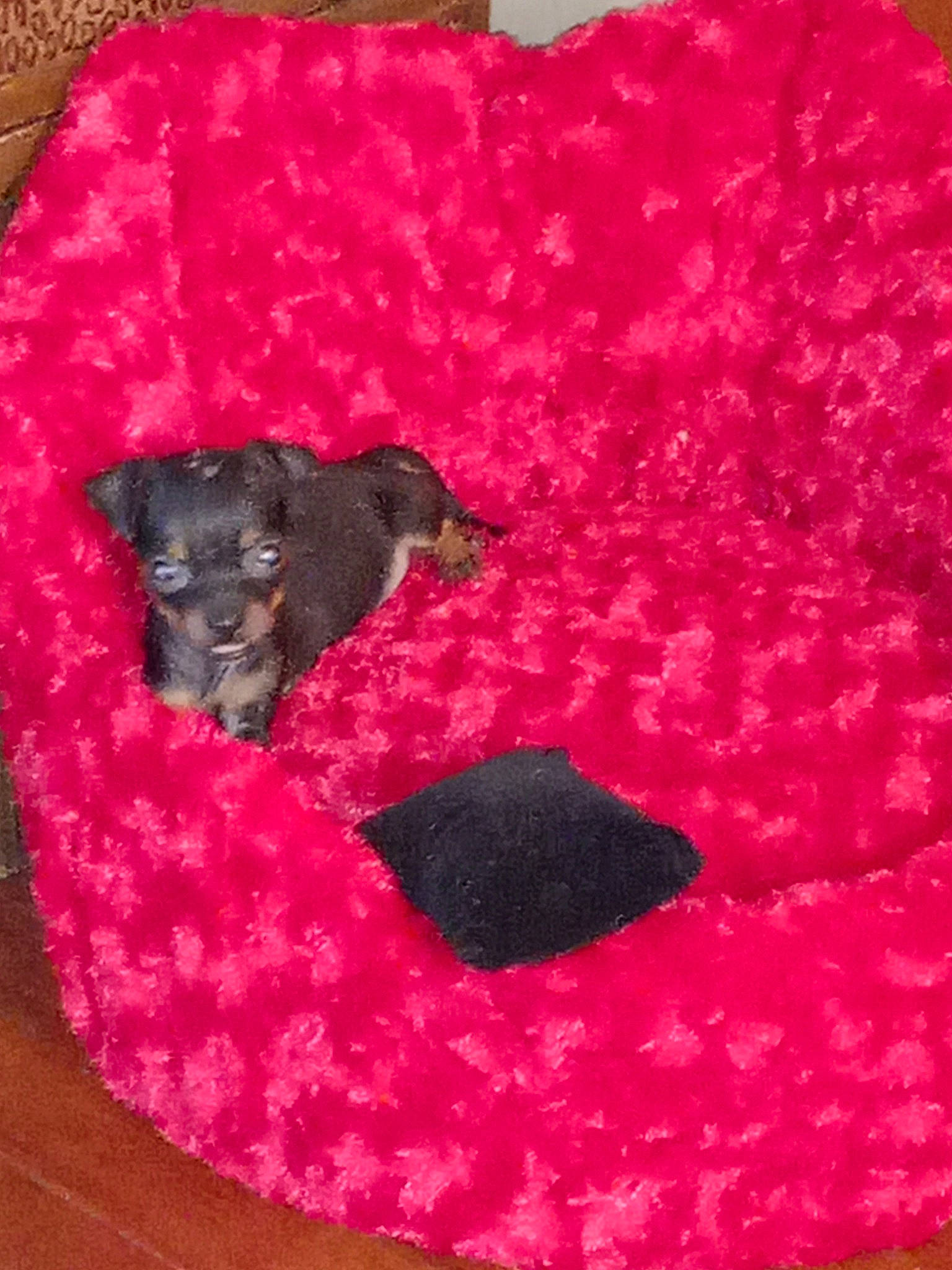 Oakley is registered to the contest to win money with this photo: carmine, carnivore, comfort, companion_dog, couch, dog, dog_bed, dog_breed, dog_supply, fawn, fur, linens, magenta, pattern, pet_supply, pink, sporting_group, studio_couch, toy_dog, working_animal