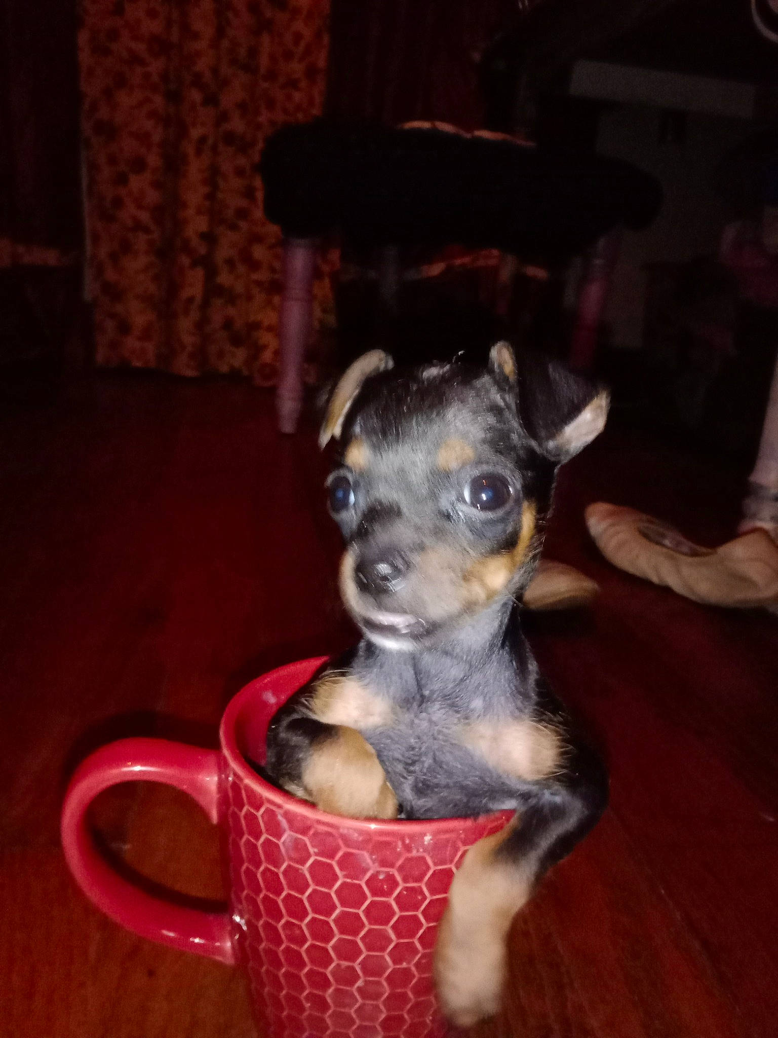 Oakley joined the competition — help win amazing prizes! canidae, carnivore, ceramic, coffee_cup, companion_dog, cup, dishware, dog, dog_breed, drinkware, fawn, fur, pet_supply, serveware, snout, sporting_group, tableware, toy_dog, whiskers, working_animal