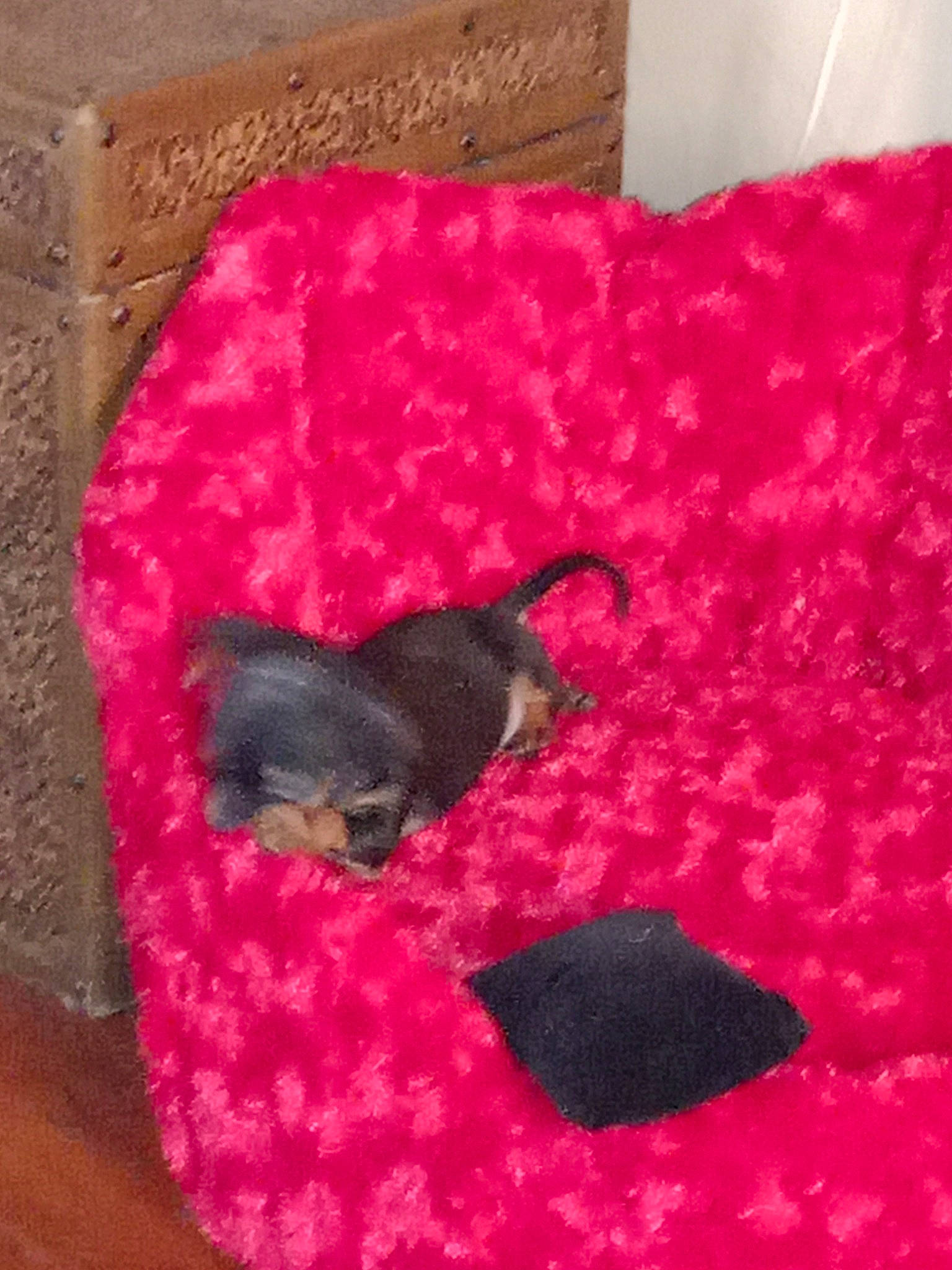 Oakley joined the competition — help win amazing prizes! black_cat, carnivore, cat_supply, comfort, companion_dog, dog_breed, dog_supply, fawn, felidae, flooring, fur, linens, magenta, pattern, pet_supply, pink, small_to_medium_sized_cats, sporting_group, tail, toy