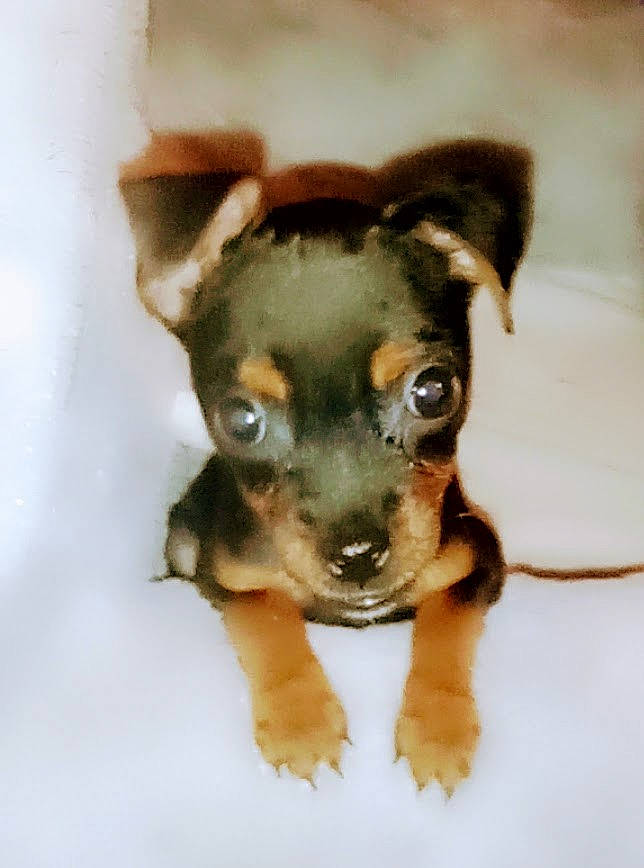 Oakley joined the competition — help win amazing prizes! canidae, carnivore, companion_dog, dog, dog_breed, fawn, fur, guard_dog, hunting_dog, paw, pinscher, puppy, snout, sporting_group, terrestrial_animal, terrier, toy_dog, whiskers, working_animal, working_dog