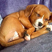 Sia a rejoint le concours — aidez-le/la à gagner de superbes lots ! beagador, beagle, canidae, carnivore, companion_dog, dog, dog_breed, fawn, mammal, portuguese_pointer, posavac_hound, puppy, puppy_love, rare_breed_dog, sporting_group, vertebrate