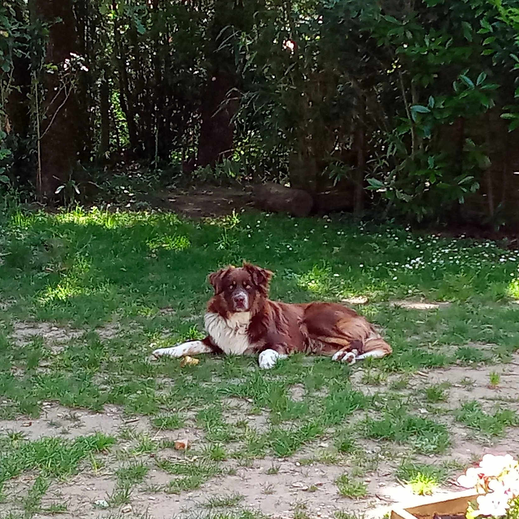 Uber participe au concours pour gagner de l'argent avec cette photo : animal, brown, canine, daytime, dog, flora, garden, grass, greenery, laying, leaf, nature, outdoor, peaceful, pet, resting, shade, sunlight, tree, white