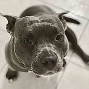 Sky participe au concours pour gagner de l'argent avec cette photo : dog, pet, close_up, face, tile_floor, animal, canine, indoor, looking_up, ears, nose, fur, whiskers, portrait, expression, brown, eyes, cute, friendly, domestic