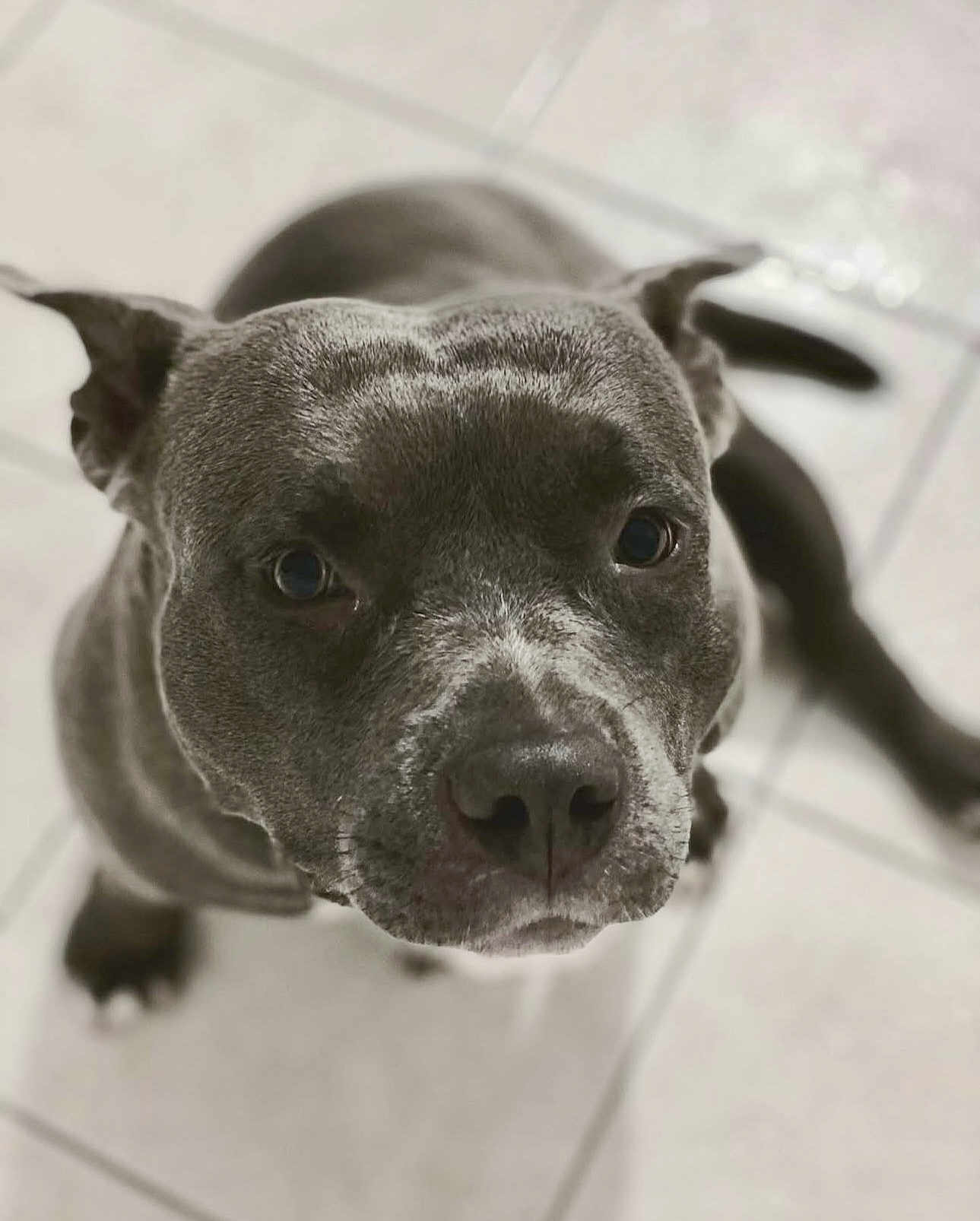 Sky participe au concours pour gagner de l'argent avec cette photo : dog, pet, close_up, face, tile_floor, animal, canine, indoor, looking_up, ears, nose, fur, whiskers, portrait, expression, brown, eyes, cute, friendly, domestic