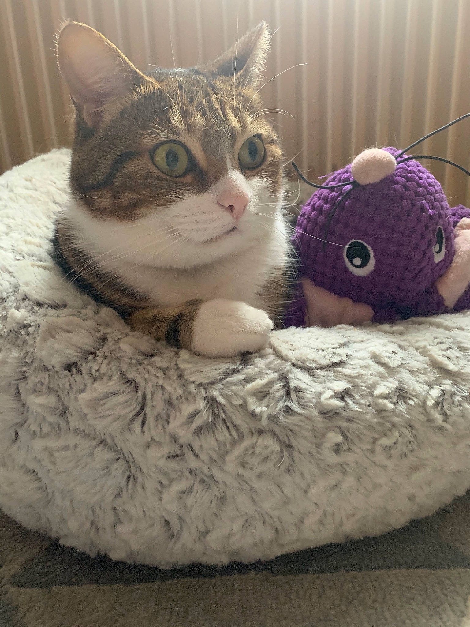 Gohan participe au concours pour gagner de l'argent avec cette photo : aegean_cat, american_shorthair, asian, carnivore, cat, cat_bed, crochet, domestic_short_haired_cat, egyptian_mau, european_shorthair, eye, felidae, fur, kitten, pink, small_to_medium_sized_cats, tabby_cat, toy, whiskers