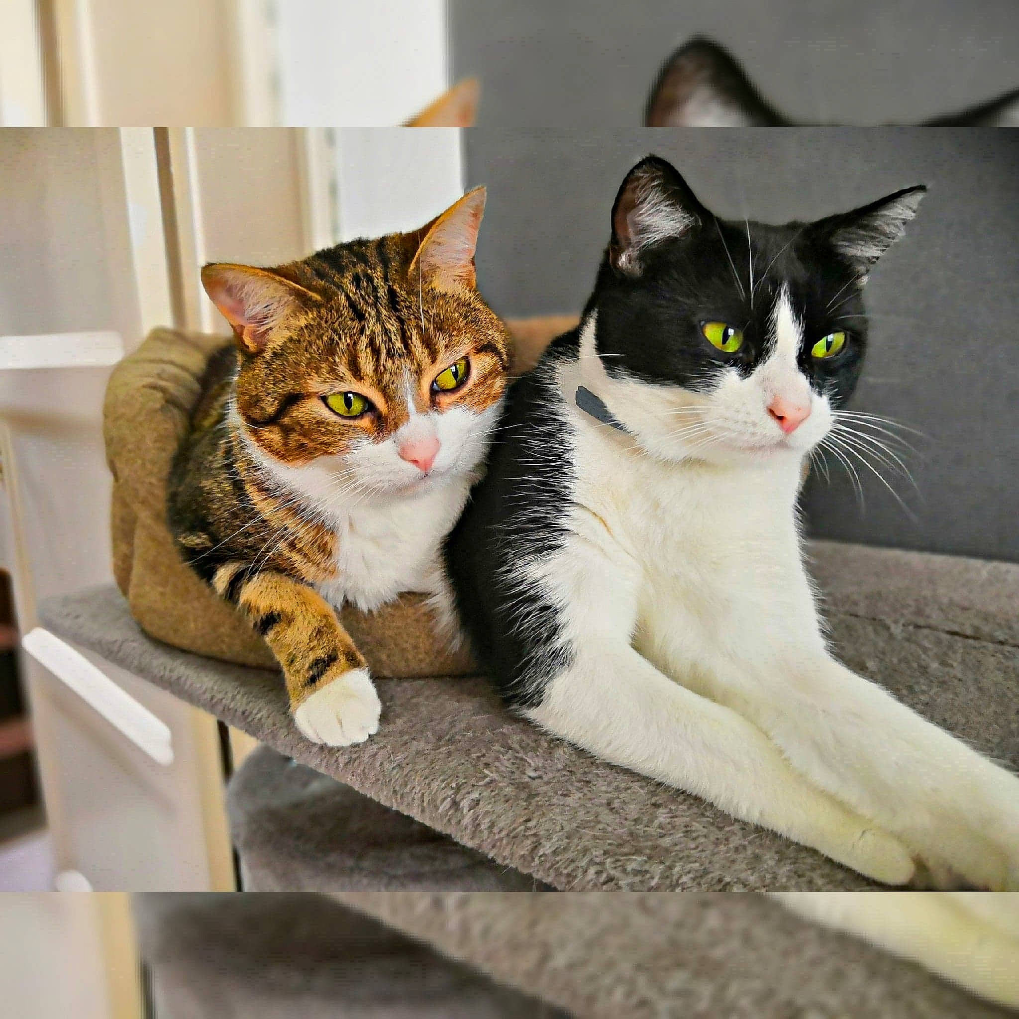 Gohan a rejoint le concours — aidez-le/la à gagner de superbes lots ! aegean_cat, american_wirehair, asian, carnivore, cat, domestic_short_haired_cat, european_shorthair, felidae, fur, kitten, paw, polydactyl_cat, small_to_medium_sized_cats, tabby_cat, whiskers