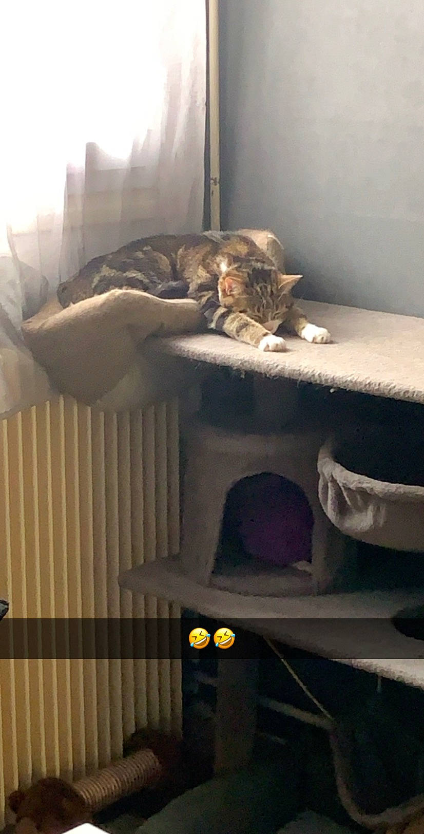 Gohan a rejoint le concours — aidez-le/la à gagner de superbes lots ! cat, felidae, furniture, room, small_to_medium_sized_cats