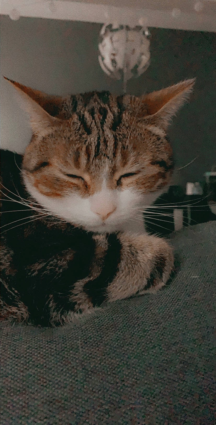 Gohan a rejoint le concours — aidez-le/la à gagner de superbes lots ! aegean_cat, american_shorthair, american_wirehair, asian, california_spangled, carnivore, cat, domestic_short_haired_cat, dragon_li, european_shorthair, felidae, kitten, mammal, small_to_medium_sized_cats, snout, tabby_cat, whiskers