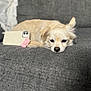 dog, pet, couch, smartphone, accessory, indoor, resting, sleepy, cream_color, fur, nose, ear, texture, fabric, cozy, home, relaxation, close_up, animal, companion