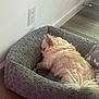 Leo is registered to the contest to win money with this photo: dog, sleeping, pet_bed, cozy, indoor, floor, wooden_floor, gray, white_wall, electrical_outlet, small_dog, fluffy, resting, relaxed, home, domestic, quiet, tail, fur, corner