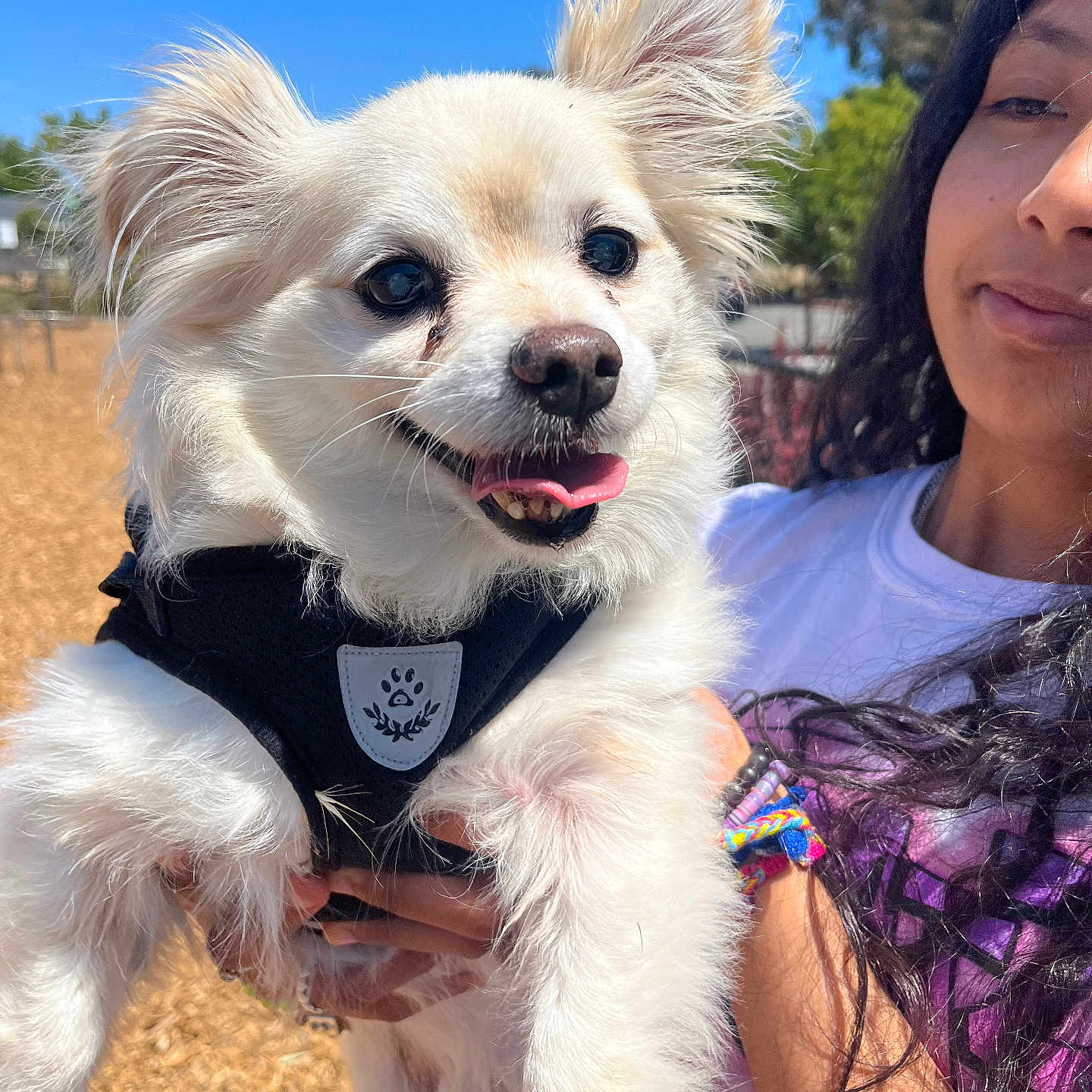 Leo joined the competition — help win amazing prizes! animal, black_harness, blue_sky, bracelets, closeup, cute, dog, fluffy, happy, holding, nature, outdoor, person, pet, portrait, smiling, sunny, tongue_out, trees, white_dog