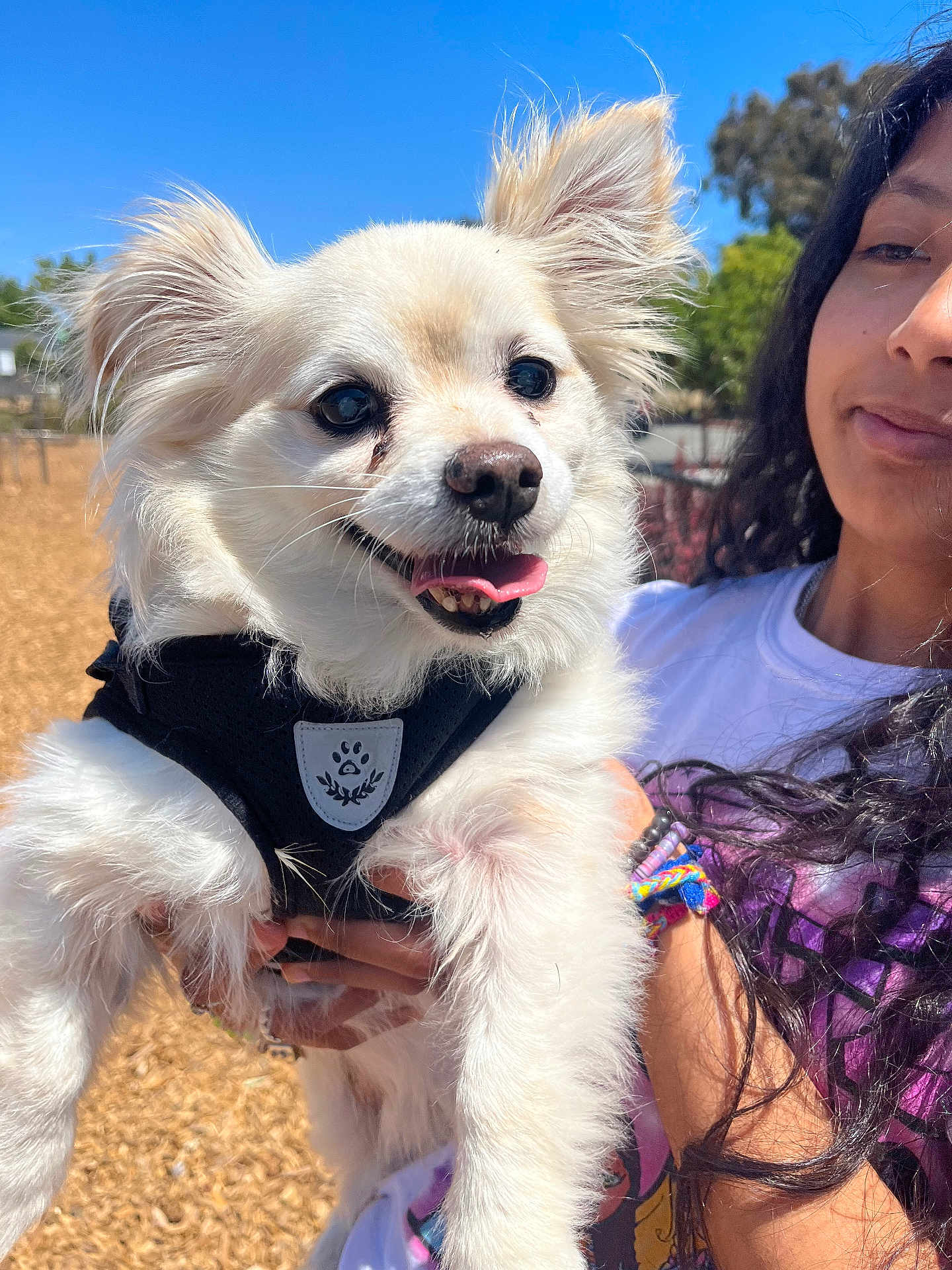 Leo joined the competition — help win amazing prizes! dog, white_dog, fluffy, happy, tongue_out, black_harness, person, bracelets, outdoor, sunny, blue_sky, trees, smiling, closeup, pet, animal, holding, cute, portrait, nature