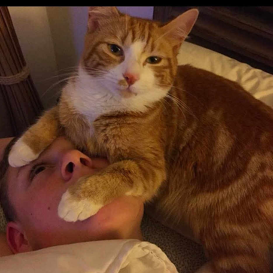 Louna participe au concours pour gagner de l'argent avec cette photo : bed, blanket, cat, close_up, companion, cozy, cute, domestic_animal, face, feline, fur, indoor, lying_down, orange_tabby, paws, person, pet, relaxing, resting, whiskers