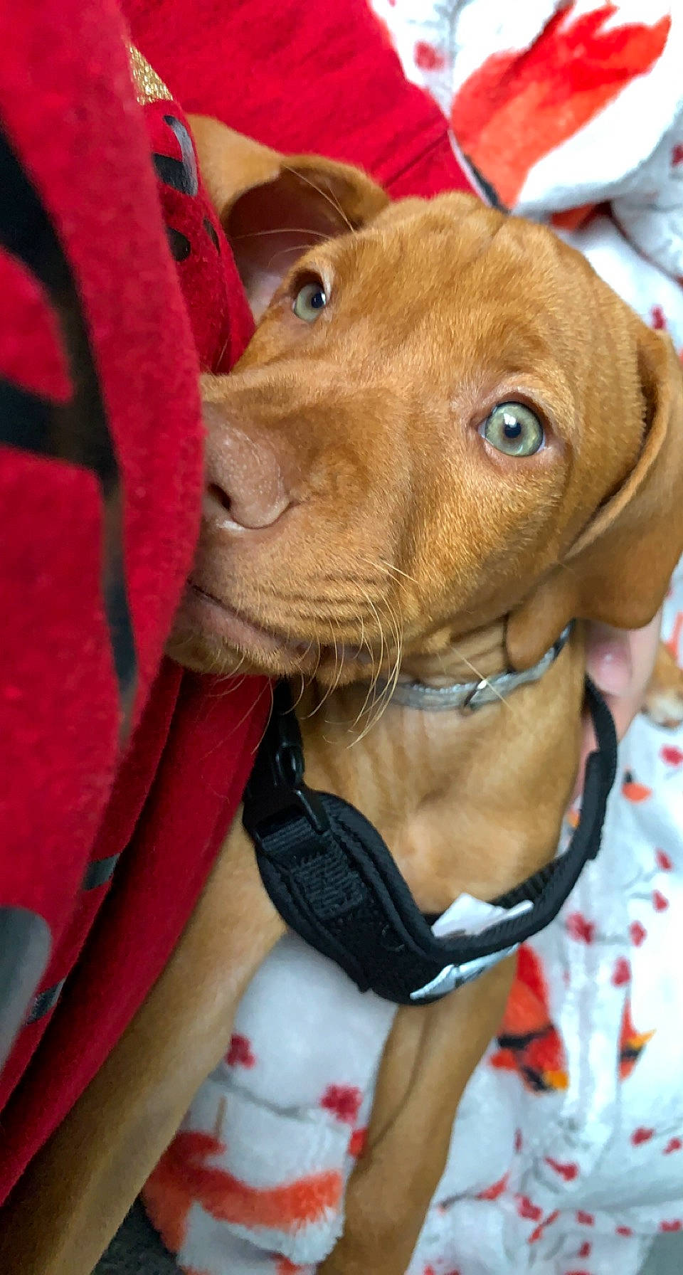 Lincoln is registered to the contest to win money with this photo: canidae, carnivore, collar, companion_dog, dog, dog_breed, dog_collar, dog_supply, fashion_accessory, fawn, fur, leash, liver, pet_supply, saucer, snout, sporting_group, tableware, whiskers, working_animal