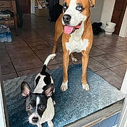Chance And Lucious is registered to the contest to win money with this photo: animal, black_and_white, blue_eyes, boxer, brown_and_white, dog, dogs, doorway, entryway, home, indoor, mixed_breed, pet, photography, portrait, puppy, rug, sitting, standing, tile_floor