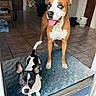 animal, black_and_white, blue_eyes, boxer, brown_and_white, dog, dogs, doorway, entryway, home, indoor, mixed_breed, pet, photography, portrait, puppy, rug, sitting, standing, tile_floor