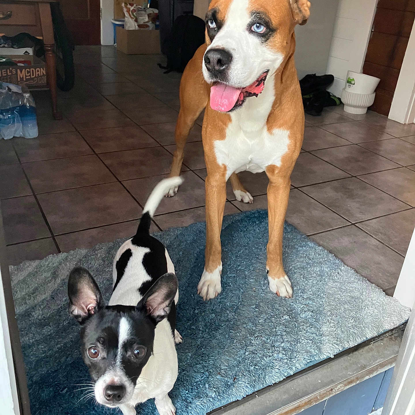 Chance And Lucious is registered to the contest to win money with this photo: animal, black_and_white, blue_eyes, boxer, brown_and_white, dog, dogs, doorway, entryway, home, indoor, mixed_breed, pet, photography, portrait, puppy, rug, sitting, standing, tile_floor