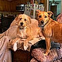 Lucky is registered to the contest to win money with this photo: alert, blanket, brown_dog, canine, ceiling_fan, collar, couch, dog, domestic, furniture, indoor, kitchen, living_room, magnet, note, pet, refrigerator, relaxed, tan_dog, wooden_cabinet