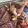 Lucky joined the competition — help win amazing prizes! belly_up, blanket, comfort, cute, dog, floor, fur, hand, heart, indoor, jeans, knitted, person, pet, puppy, relaxing, resting, sweater, teddy_bear, toy