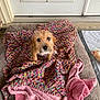 animal, bed, blanket, brown_dog, comfort, cozy, cute, dog, door, floor, fur, indoor, knitted, looking_up, pet, resting, small_dog, soft, texture, toy