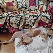 Lucky joined the competition — help win amazing prizes! dog, couch, blanket, quilt, floor, indoor, relaxing, sleeping, pet, animal, cozy, furniture, brown_dog, floral, pillow, wooden_floor, resting, home, domestic, laid_back