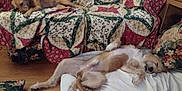 Lucky joined the competition — help win amazing prizes! animal, blanket, brown_dog, couch, cozy, dog, domestic, floor, floral, furniture, home, indoor, laid_back, pet, pillow, quilt, relaxing, resting, sleeping, wooden_floor