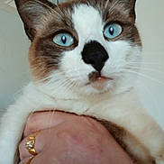 Luca a rejoint le concours — aidez-le/la à gagner de superbes lots ! cat, blue_eyes, close_up, brown_and_white_fur, hand, gold_rings, indoor, pet, animal, feline, whiskers, nose, ears, curious_expression, holding, domestic_cat, portrait, face, fur, person_holding