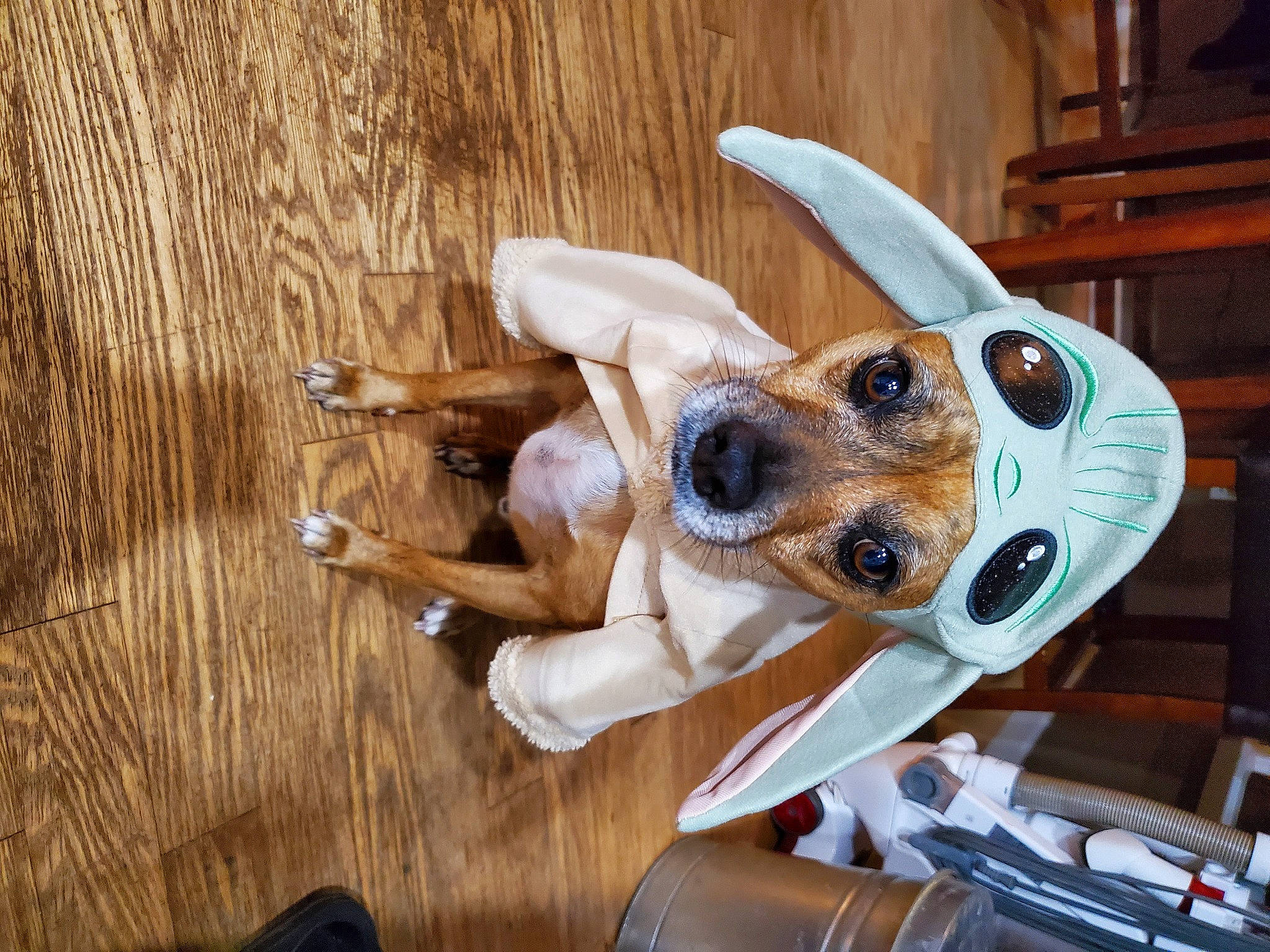 Ecco joined the competition — help win amazing prizes! beige, bone, canidae, carnivore, collar, companion_dog, dog, dog_breed, dog_supply, fawn, hardwood, pet_supply, plywood, snout, stuffed_toy, tan, wood, wood_stain, working_animal, working_dog