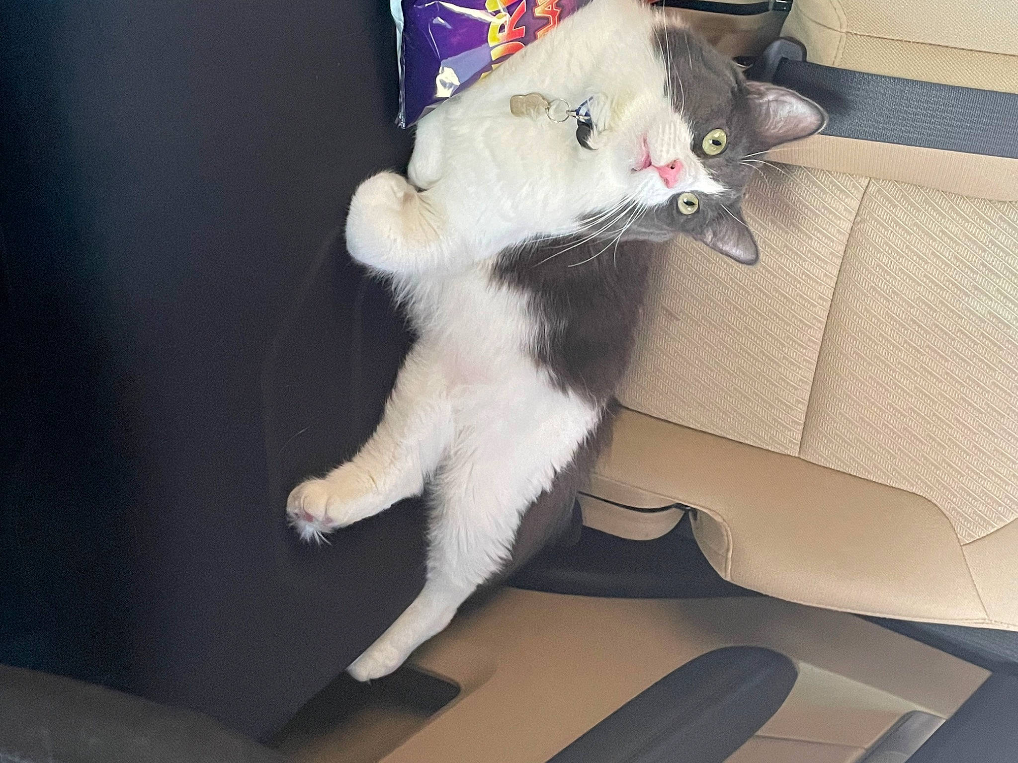 Chili joined the competition — help win amazing prizes! box, canidae, carnivore, cat, claw, comfort, companion_dog, couch, domestic_short_haired_cat, fawn, felidae, fur, lap, paw, small_to_medium_sized_cats, tail, whiskers