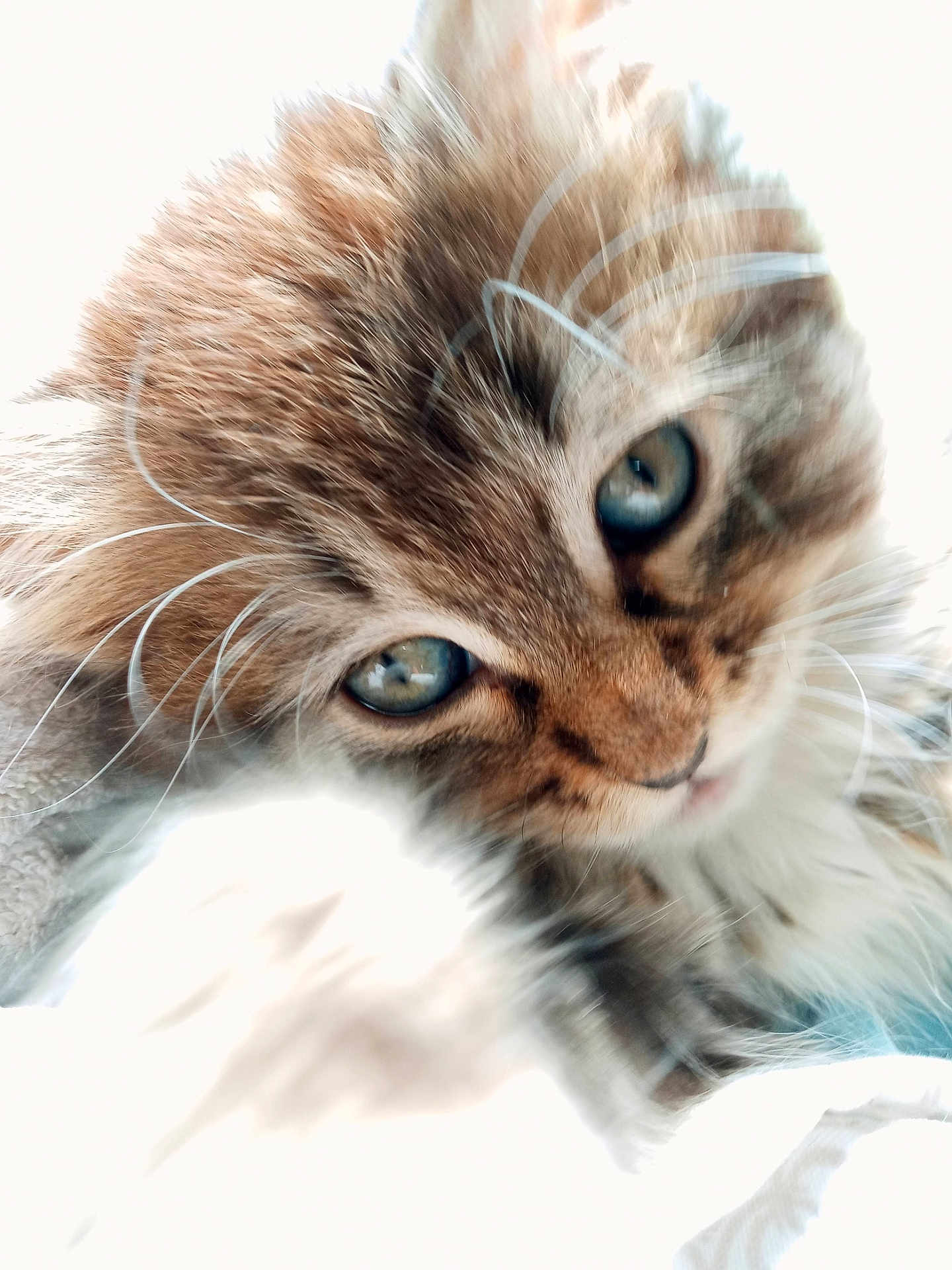 Fluffers joined the competition — help win amazing prizes! cat, close_up, fluffy, whiskers, blue_eyes, feline, pet, animal, soft_light, overexposed, fur, cute, portrait, domestic_animal, face, curious, indoors, macro, warm_colors, young