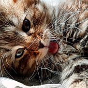 Fluffers is registered to the contest to win money with this photo: cat, kitten, close_up, fluffy, tabby, whiskers, tongue, fur, animal, pet, cute, playful, soft, cozy, sleepy, resting, face, eyes, indoors, fabric